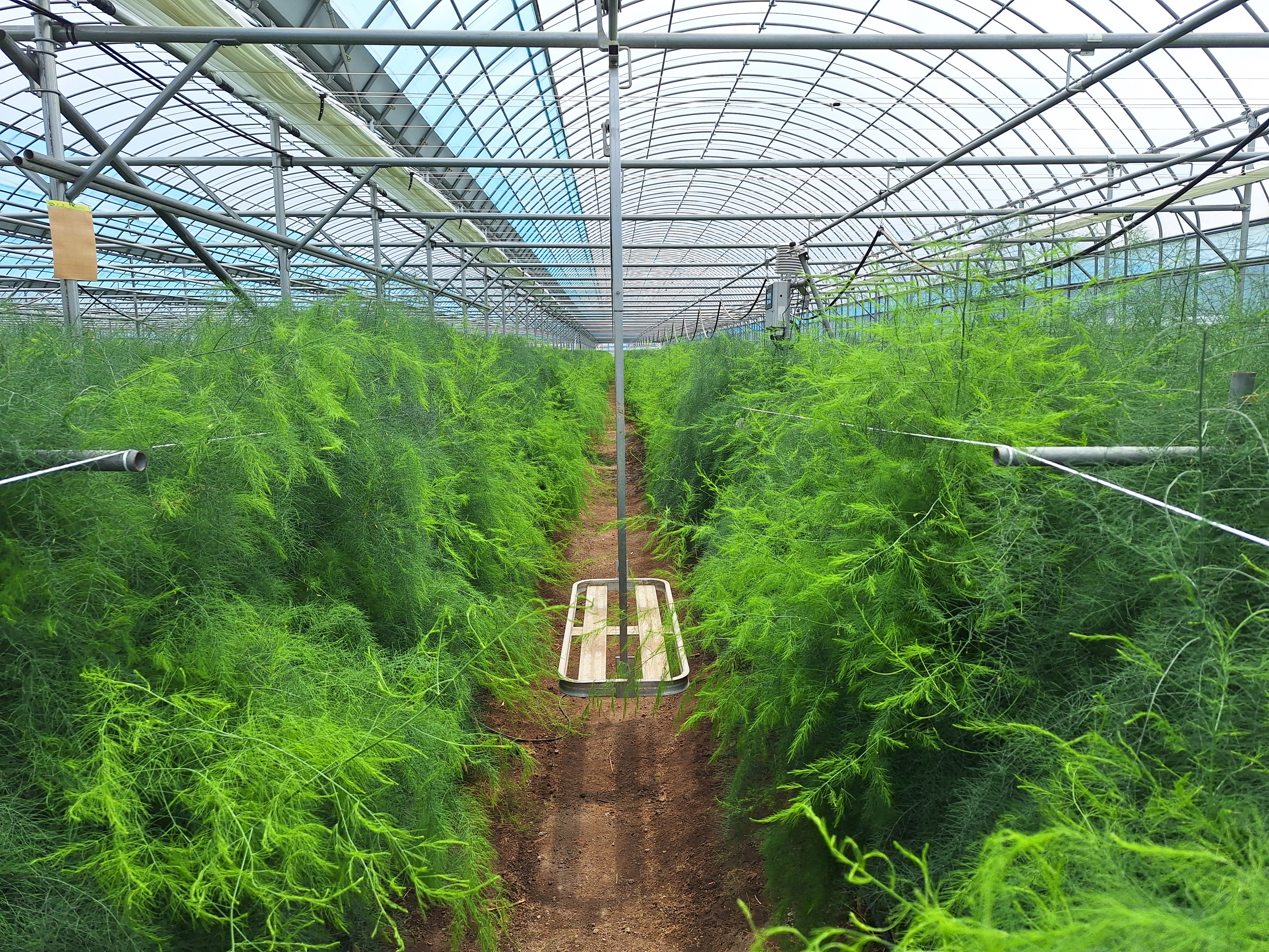 Asparagus fern growing in a greenhouse.